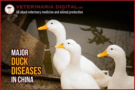 china duck flavivirus disease|An infectious full.